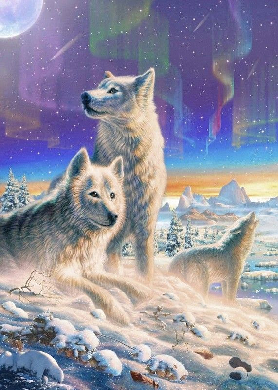 Drawing Of A Arctic Wolf Adrian Chesterman Art Wolf Arctic Wolf Wolf Pictures