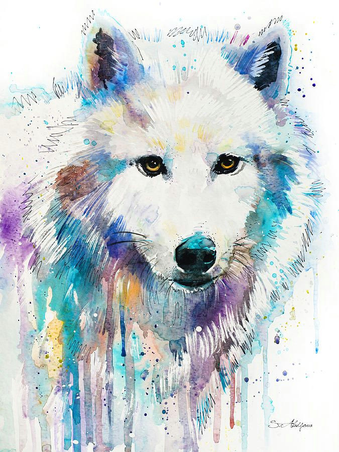 Drawing Of A Arctic Wolf Arctic Wolf Slavi Aladjova Fineartamerica Com Animal Paintings I