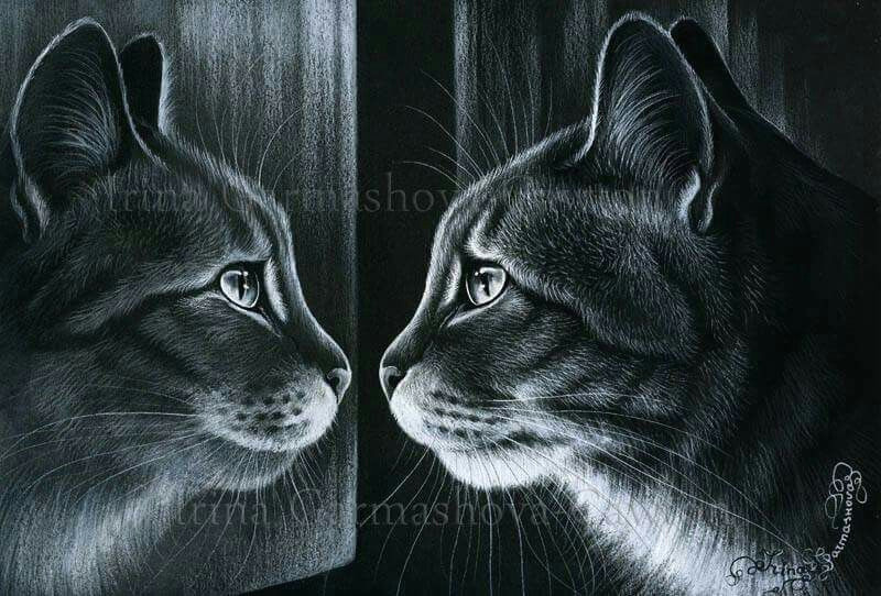 Drawing Of A Baby Cat Reflection Cats Cats Cat Art Cat Drawing