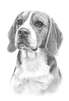 Drawing Of A Beagle Dog 35 Best Beagle Tattoo Images