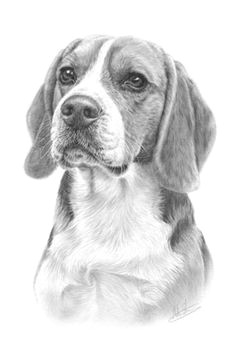 Drawing Of A Beagle Dog 35 Best Beagle Tattoo Images