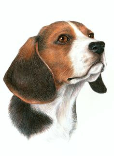 Drawing Of A Beagle Dog 364 Best Beagle Clipart Images In 2019 Drawings Cubs Dog Art