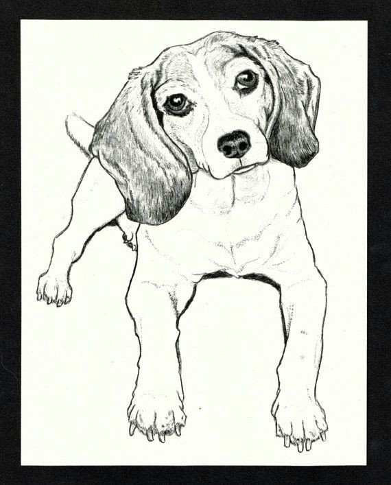Drawing Of A Beagle Dog Beagle Drawing In Black and White Ink by thefoxandfinch On Etsy
