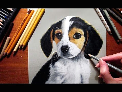 Drawing Of A Beagle Dog Colored Pencil Drawing Border Collie Speed Draw Jasmina Susak