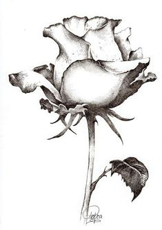 Drawing Of A Beautiful Red Rose 25 Beautiful Rose Drawings and Paintings for Your Inspiration