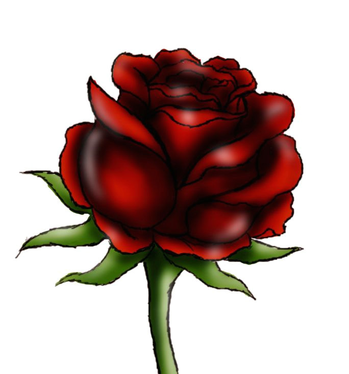 Drawing Of A Beautiful Red Rose How to Draw A Beautiful Rose Art Drawings Red Roses Art