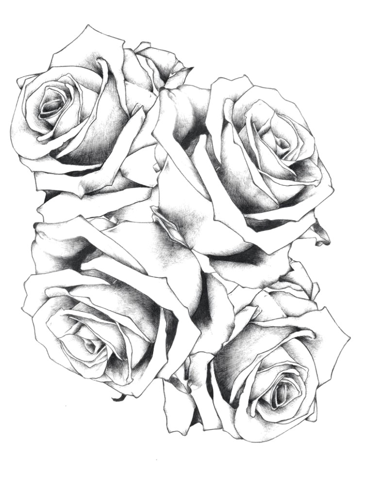 Drawing Of A Beautiful Rose Rose Drawing Fresh 20 Awesome White Rose Flowers Black Ezba