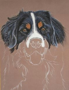 Drawing Of A Bernese Mountain Dog 118 Best Dog Art Images Bernese Mountain Dogs Bernese Mountain