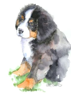 Drawing Of A Bernese Mountain Dog 24 Best Bernese Mountain Dogs Images Bernese Mountain Bernese