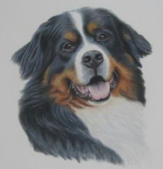 Drawing Of A Bernese Mountain Dog 994 Best Dog Portraits Images Doggies Cute Baby Dogs Cute Puppies