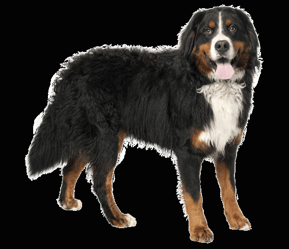 Drawing Of A Bernese Mountain Dog Bernese Mountain Dog Breed Facts and Information Wag Dog Walking