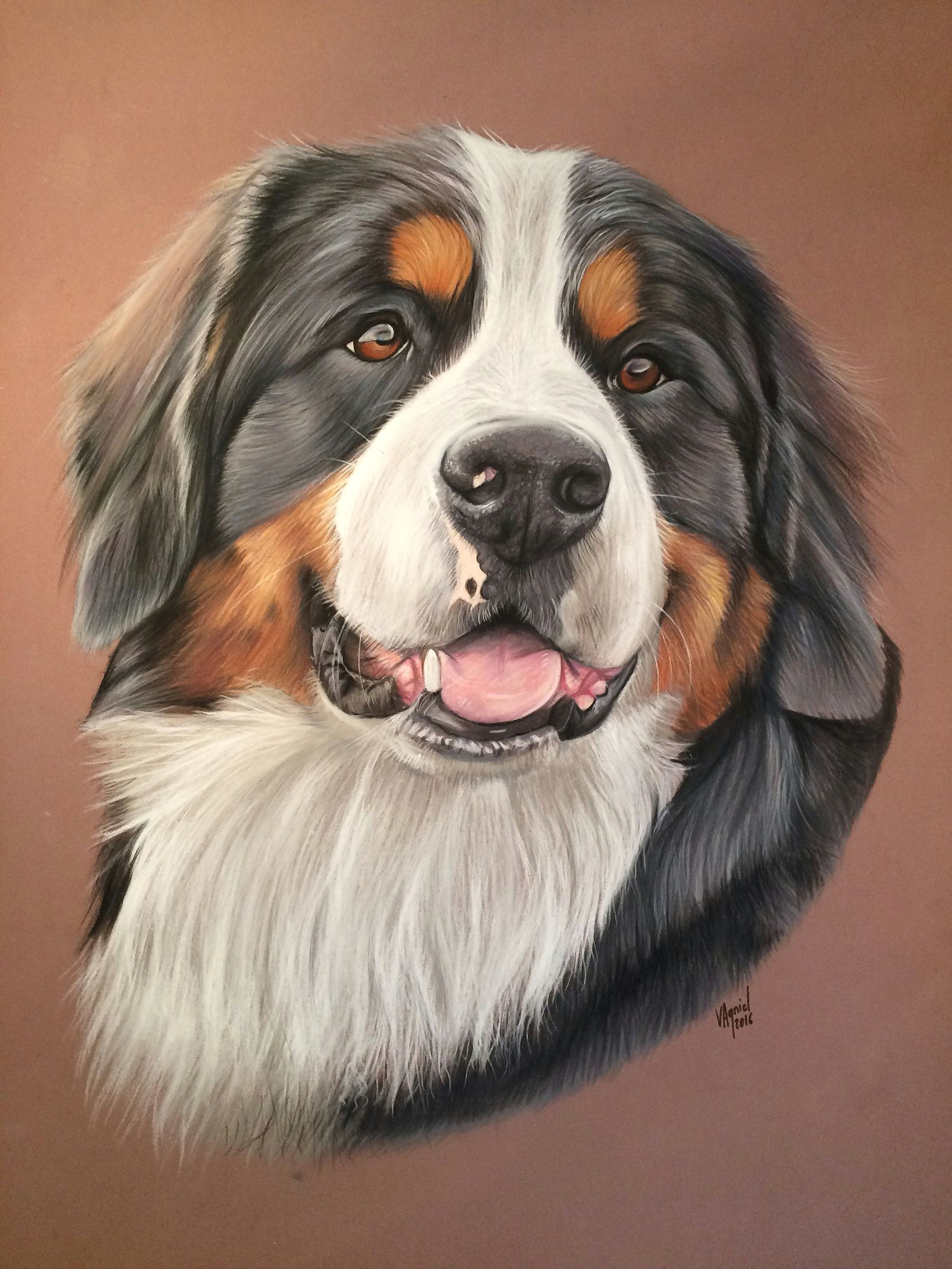 Drawing Of A Bernese Mountain Dog Bouvier Bernois Dog Art Pintura Perro Pintura Pastel Perros