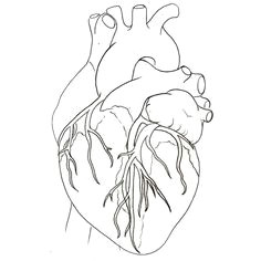 Drawing Of A Big Heart How to Draw A Heart Science Drawing Lesson Drawing Ideas 3 In