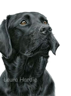 Drawing Of A Black Dog 48 Best Labrador Drawings Images Color Pencil Drawings Graphite