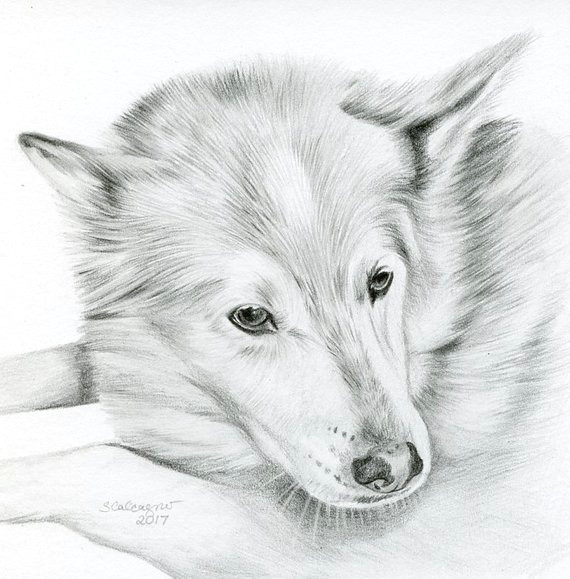 Drawing Of A Black Dog Custom Pencil Cat Sketch Size 4 X 4 or 5 X 5 Pet Portrait Cat