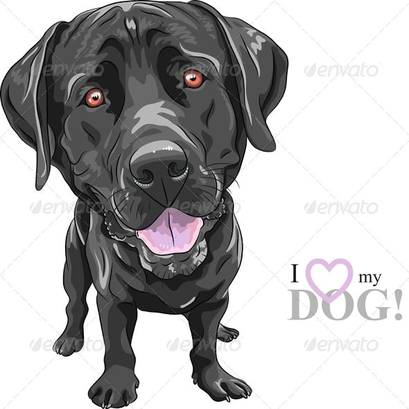 Drawing Of A Black Dog Vector Portrait Of A Close Up Of Smiling Black Dog Breed Labrador