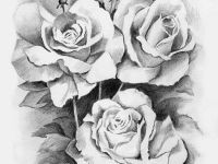 Drawing Of A Black Rose Luxury Real Black Roses Ttny Info