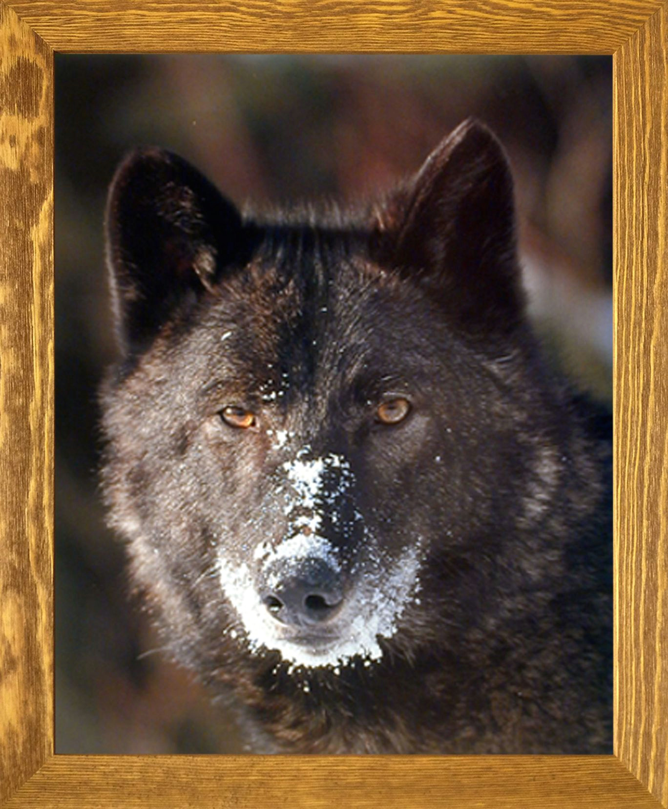 Drawing Of A Black Wolf Add This Black Wolf Wild Animal Art Print Framed Poster In Your Home
