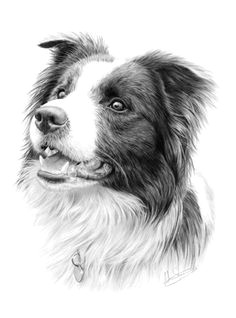 Drawing Of A Border Collie Dog 20521 Best Border Collie Images In 2019 Border Collie Puppies