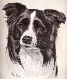 Drawing Of A Border Collie Dog 75 Best Border Collie Art Images Border Collie Art Dog Cat Dog Art