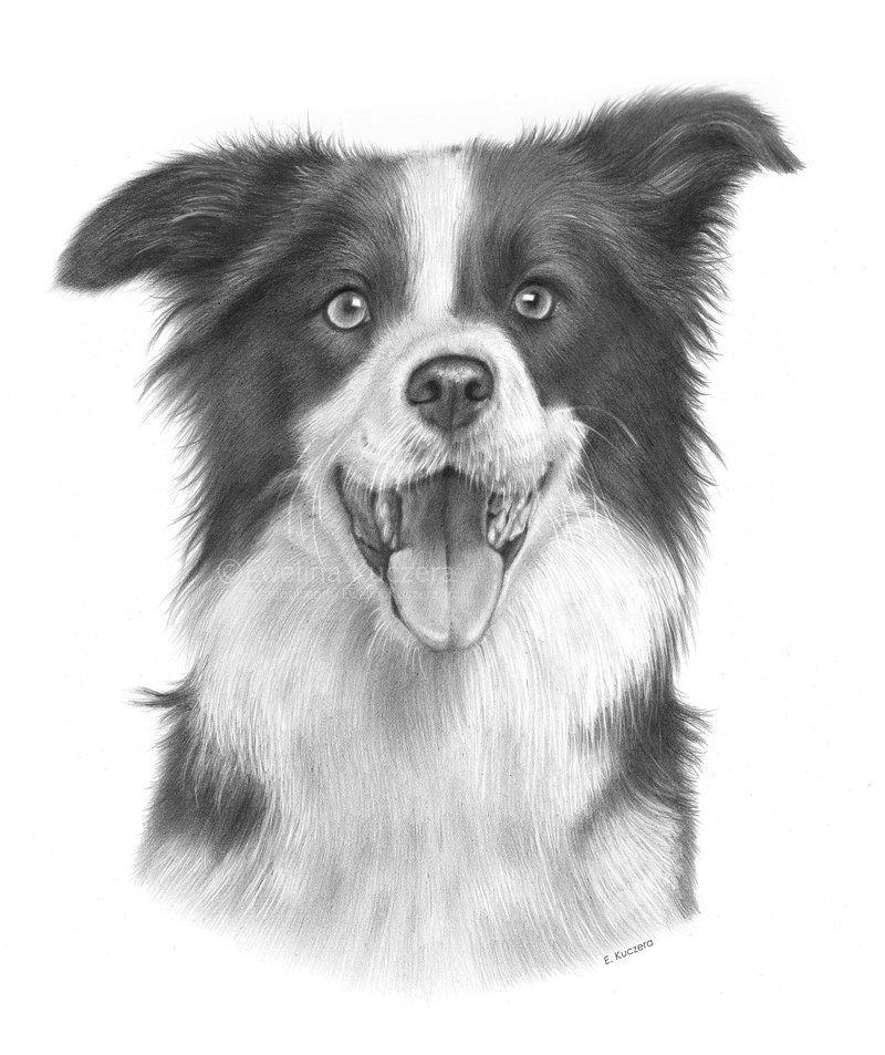 Drawing Of A Border Collie Dog Border Collie Drawing by Kot Filemon On Deviantart Border Collie