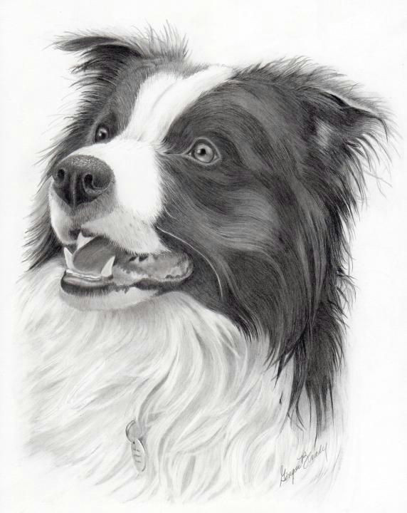 Drawing Of A Border Collie Dog Pin by Debbie Brown Ratliff On Art Pencil Drawings Collie