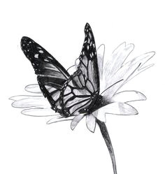 Drawing Of A butterfly On A Rose butterfly Drawings In Color butterfly Rose by Evolra Traditional