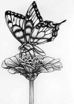 Drawing Of A butterfly On A Rose Drawings Of Flowers and butterflies My Drawing Of A butterfly by