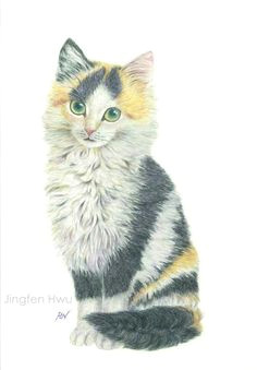 Drawing Of A Calico Cat 307 Best Art1 Calico Cat Images Calico Cats Cat Art Cat