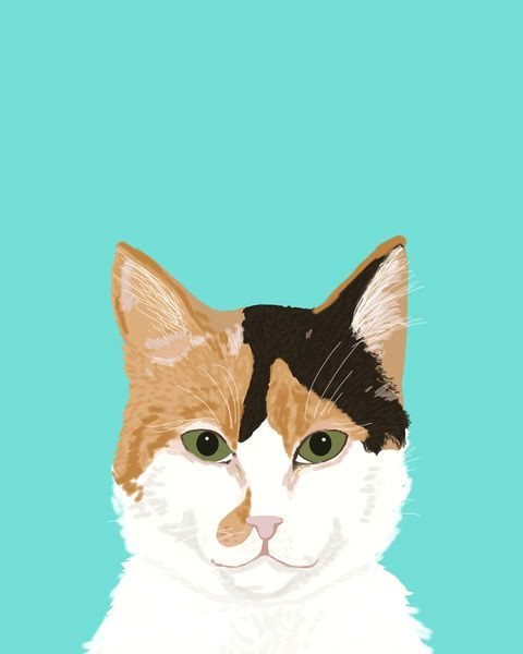 Drawing Of A Calico Cat Calico Cat Cute Cat Black White Tan orange Tabby Cat Cute