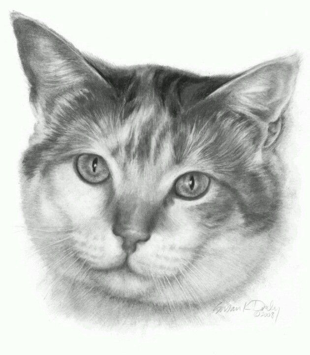 Drawing Of A Calico Cat Susan Donley Calico Cat Art Pinterest Drawings Pencil