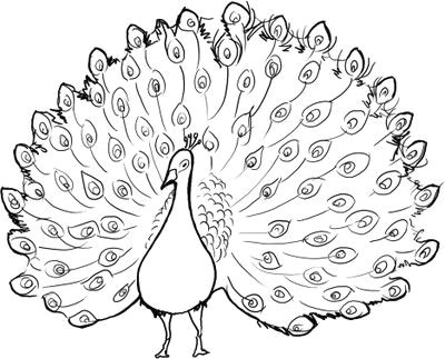 Drawing Of A Cartoon Peacock Drawing A Dancing Peacock Kalaalog Fingerprint Momentos