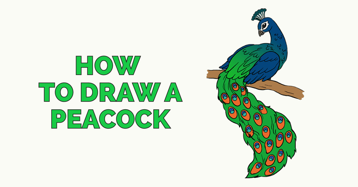 Drawing Of A Cartoon Peacock How to Draw A Peacock In A Few Easy Steps Color Art Drawings