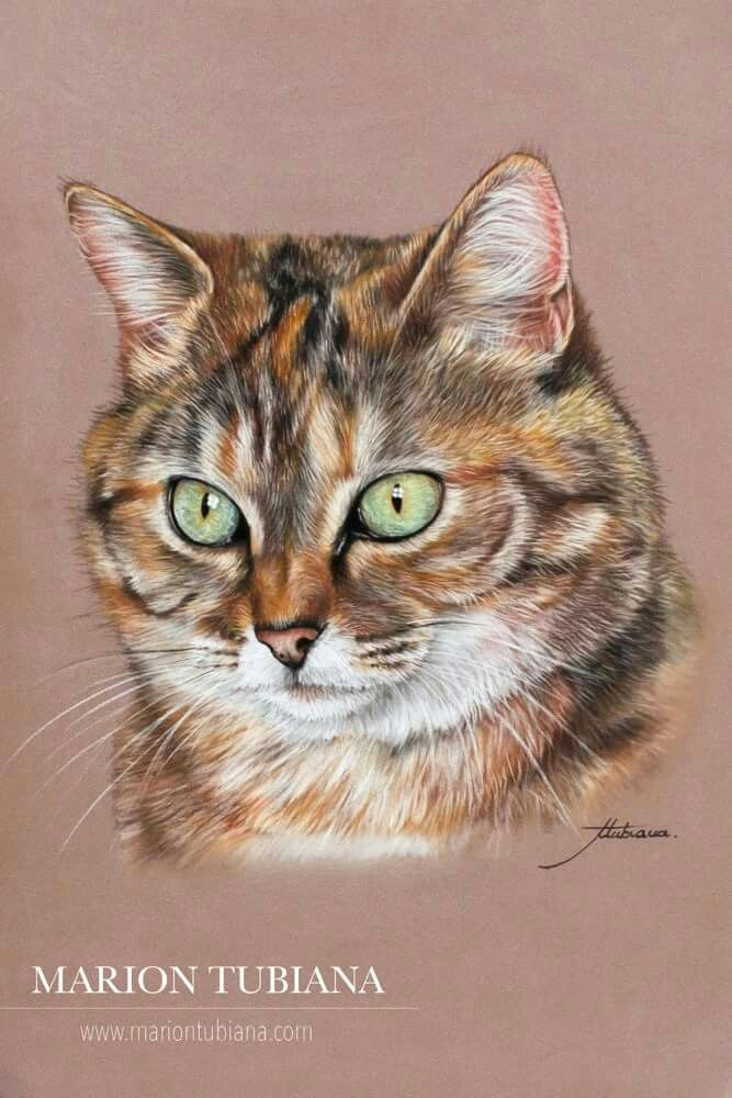 Drawing Of A Cat and Dog Pin by Georgia Barron On Color Pencil Art In 2018 Cat Art