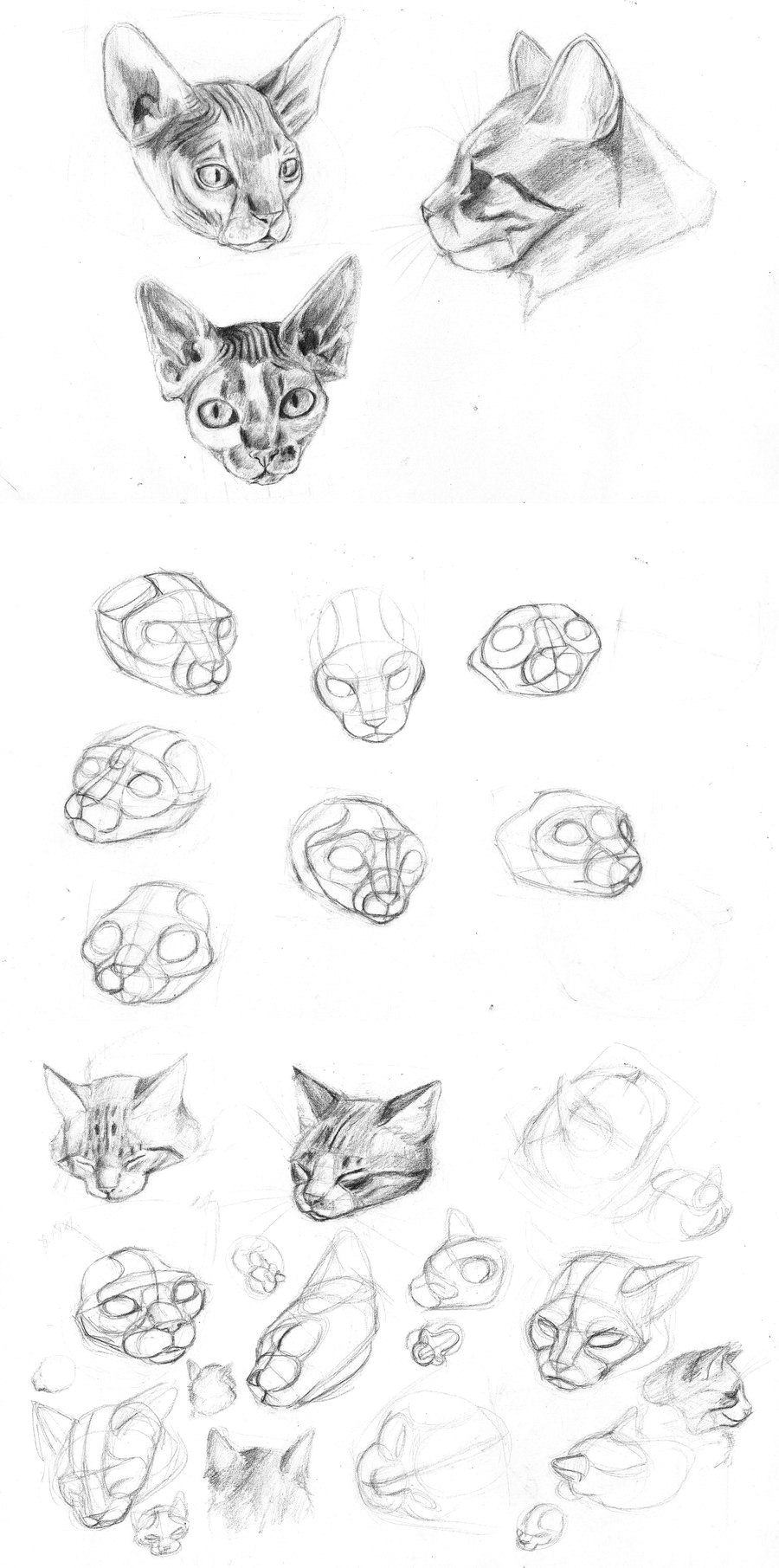 Drawing Of A Cat Head Cat S Head Studio by sofmer On Deviantart Art Stuff and References