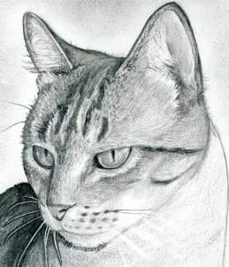 Drawing Of A Cat Head How to Draw A Cat Head Draw A Realistic Cat Step 11 Dragoart