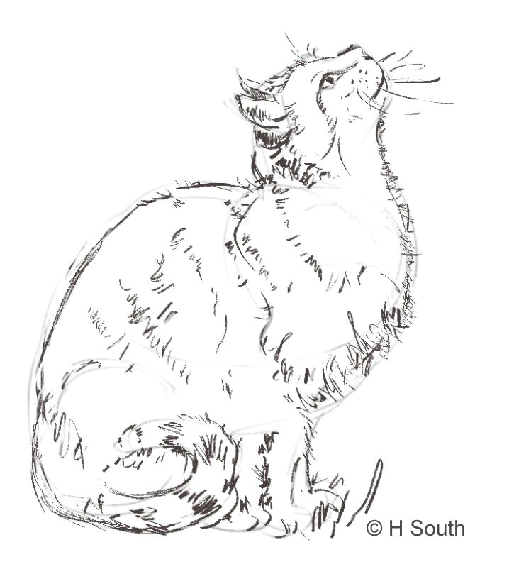 Drawing Of A Cat Jumping How to Draw and Sketch Cats