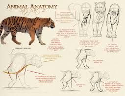 Drawing Of A Cat Jumping Image Result for Cat Motion Jumping Anatomy Animal Art Tutorials