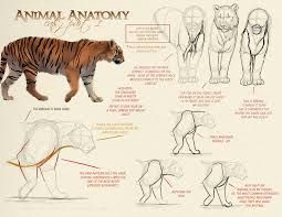 Drawing Of A Cat Jumping Image Result for Cat Motion Jumping Anatomy Animal Art Tutorials