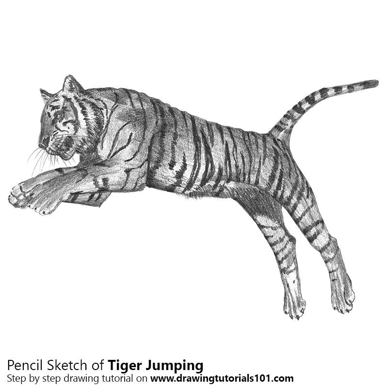 Drawing Of A Cat Jumping Learn How to Draw A Tiger Jumping Big Cats Step by Step Drawing