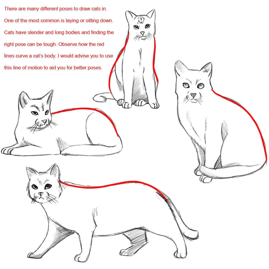 Drawing Of A Cat Lying Down How to Draw A Cat Dr Odd