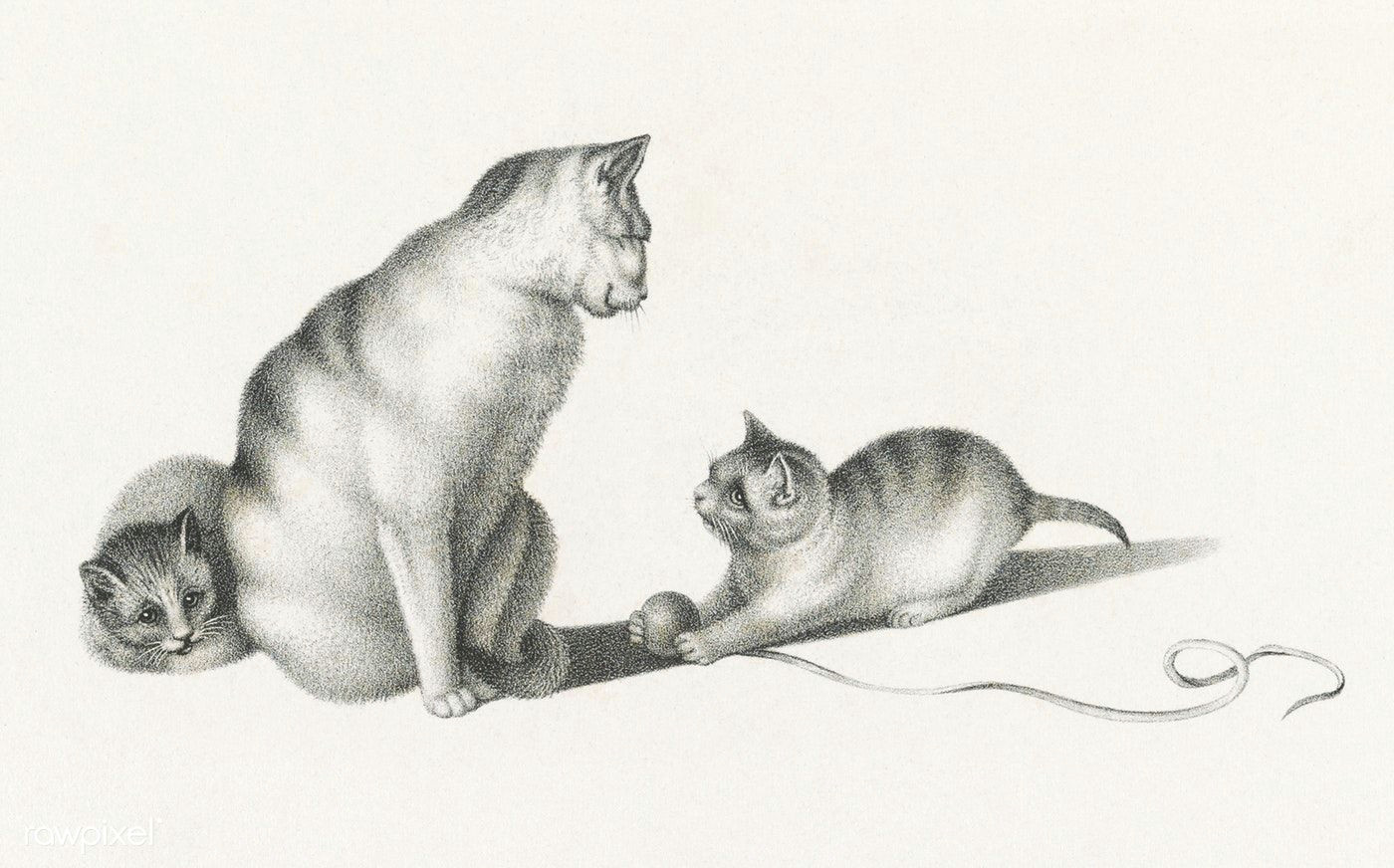 Drawing Of A Cat Playing Illustration Of Two Domestic Cats Playing by Gottfried Mind 1768