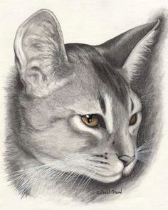 Drawing Of A Cat S Back 2291 Best Cat Drawings Images Cat Art Drawings Cat Illustrations