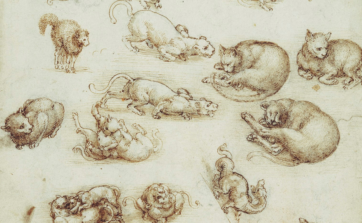 Drawing Of A Cat S Back Leonardo Da Vinci Cats Drawings and 6 Quotes