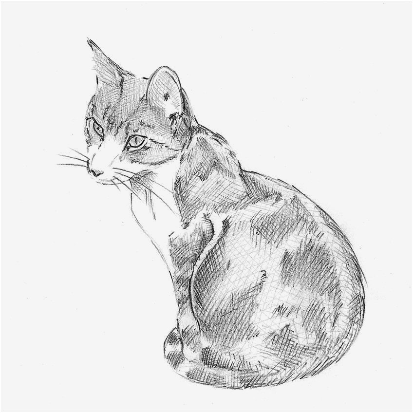 Drawing Of A Cat Sitting Fresh Cat Sitting Drawing Uaday org