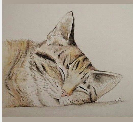 Drawing Of A Cat Sleeping Watercolour and Pencil Sleeping Tabby Kitty Cat by Elh Artistry