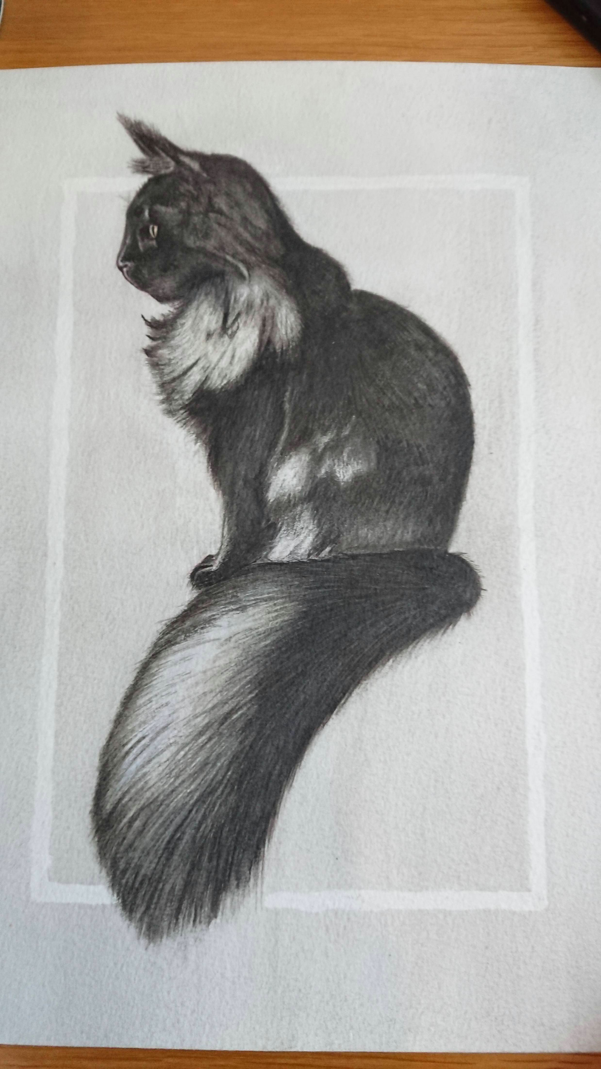 Drawing Of A Cat Tail Cat Pencils Watercolour and Indian Ink A4 Art In 2018