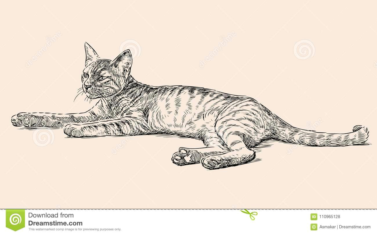 Drawing Of A Cat Tail Sketch Of A Lying Kitten Stock Vector Illustration Of Kitty 110965128