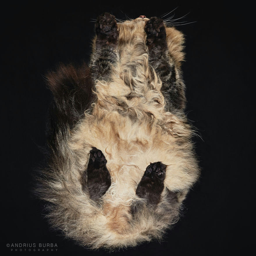 Drawing Of A Cat Under the Table Under Cats I Photograph Cats From Underneath Bored Panda