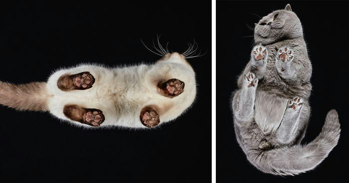 Drawing Of A Cat Under the Table Under Cats I Photograph Cats From Underneath Bored Panda